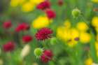 Bremerton, Washington State. Red thistle flower. Art Print